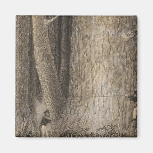 Imán Bosque Pino, Oregón