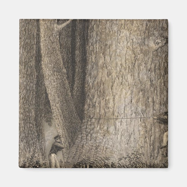 Imán Bosque Pino, Oregón (Frente)