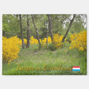 Imán Bosque primaveral en Luxemburgo viaje