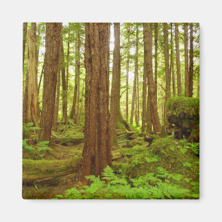 Imán Bosque tropical templado de Alaska
