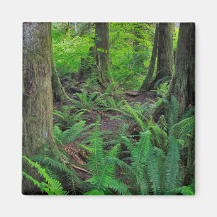 Imán Bosque Verde Exuberante Escénico