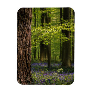 Imán Bosques   Bluebells en Bélgica