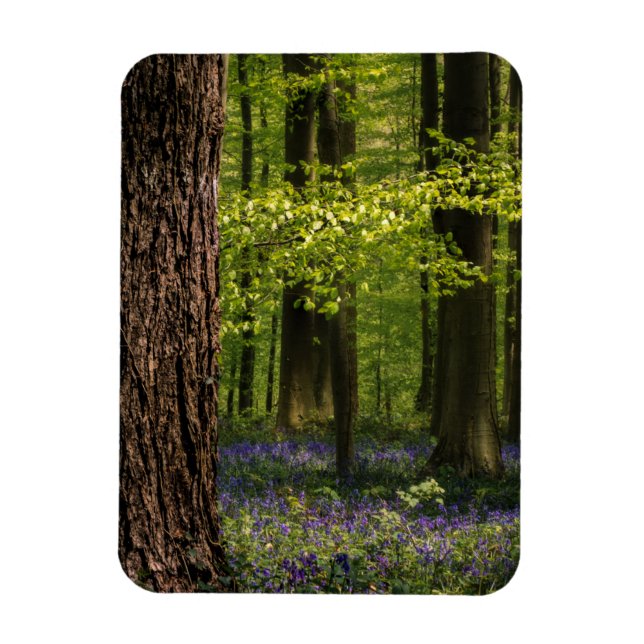 Imán Bosques | Bluebells en Bélgica (Vertical)