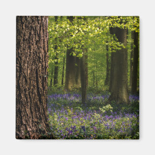 Imán Bosques   Bluebells en Bélgica
