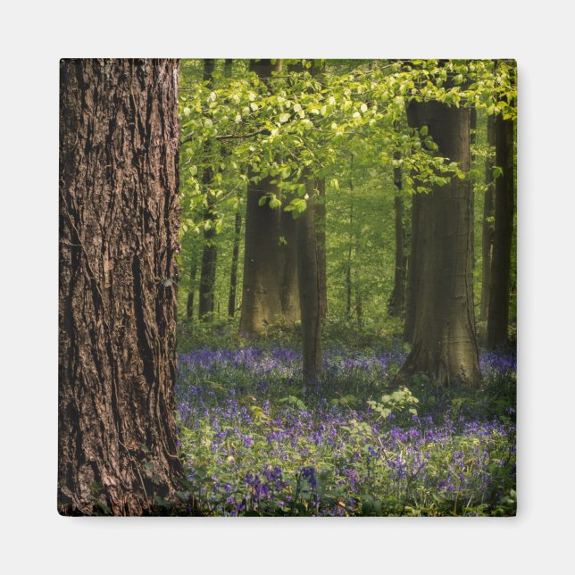 Imán Bosques | Bluebells en Bélgica (Frente)