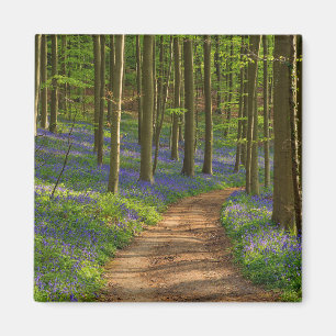 Imán Bosques   Bosque de Bluebell en Bélgica