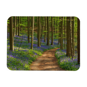 Imán Bosques Bosque de Bluebell en Bélgica