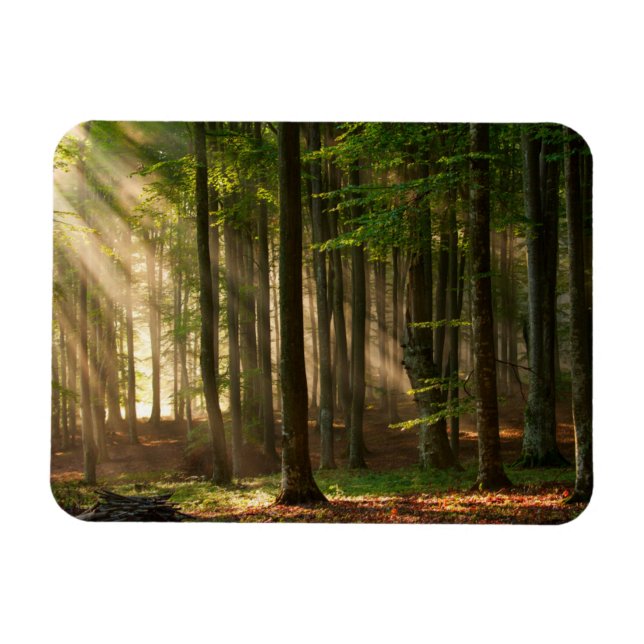 Imán Bosques | Bosque otoñal (Horizontal)