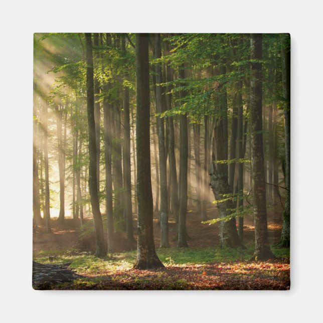 Imán Bosques | Bosque otoñal (Frente)