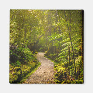 Imán Bosques   Camino al bosque