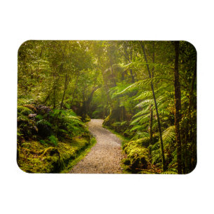 Imán Bosques   Camino al bosque