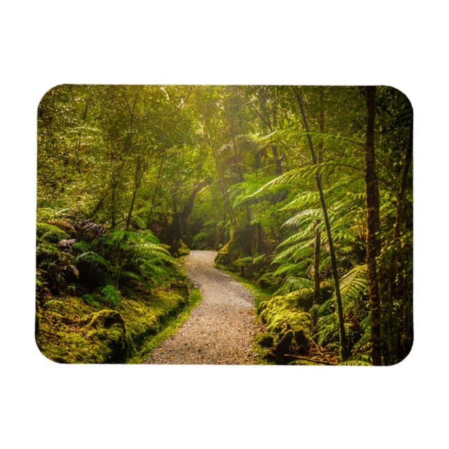 Imán Bosques | Camino al bosque (Horizontal)