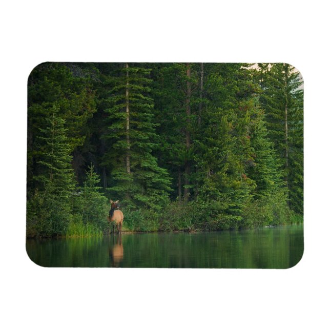 Imán Bosques | Elk en el Parque Nacional Banff Alberta (Horizontal)
