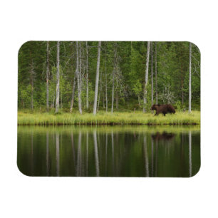 Imán Bosques   Oso en la Selva Taiga Norte de Finlandia