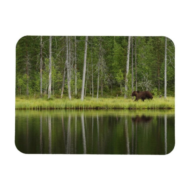 Imán Bosques | Oso en la Selva Taiga Norte de Finlandia (Horizontal)