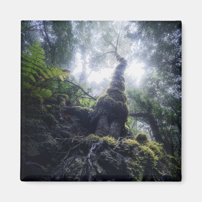 Imán Bosques | Parque rural de Anaga Islas Canarias (Frente)
