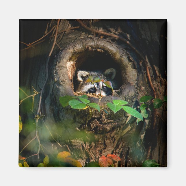Imán Bosques | Raccoon Peeking (Frente)