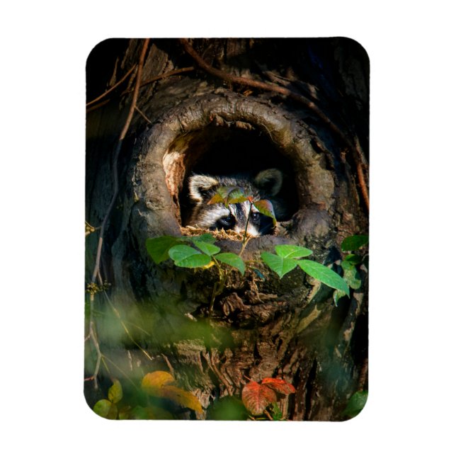 Imán Bosques | Raccoon Peeking (Vertical)