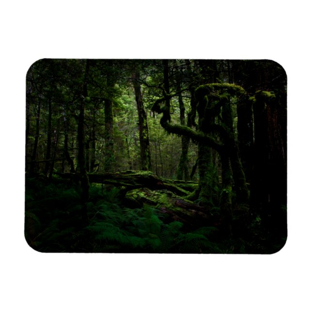 Imán Bosques | Routeburn Track Fiordland Parque naciona (Horizontal)