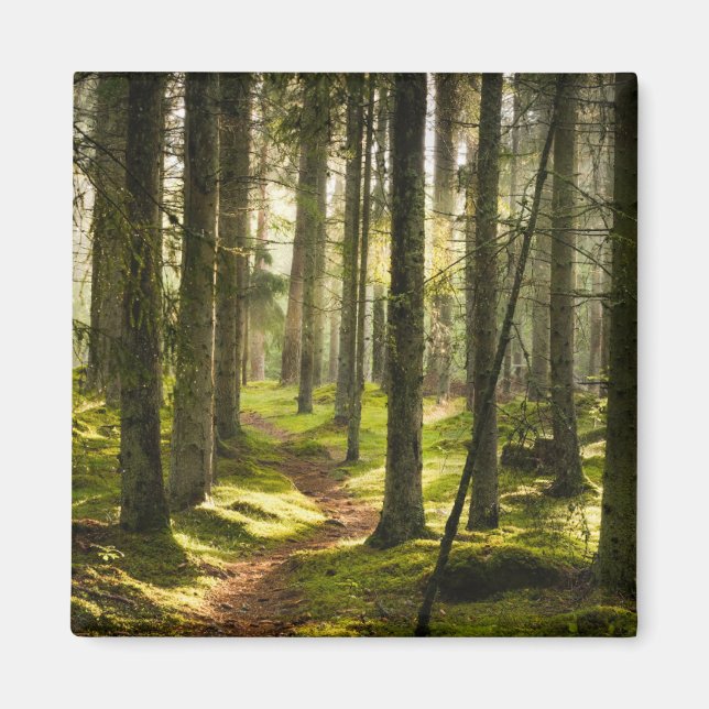 Imán Bosques | Selva boreal Suecia (Frente)