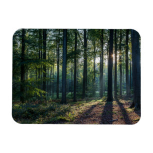 Imán Bosques   Selva negra Alemania