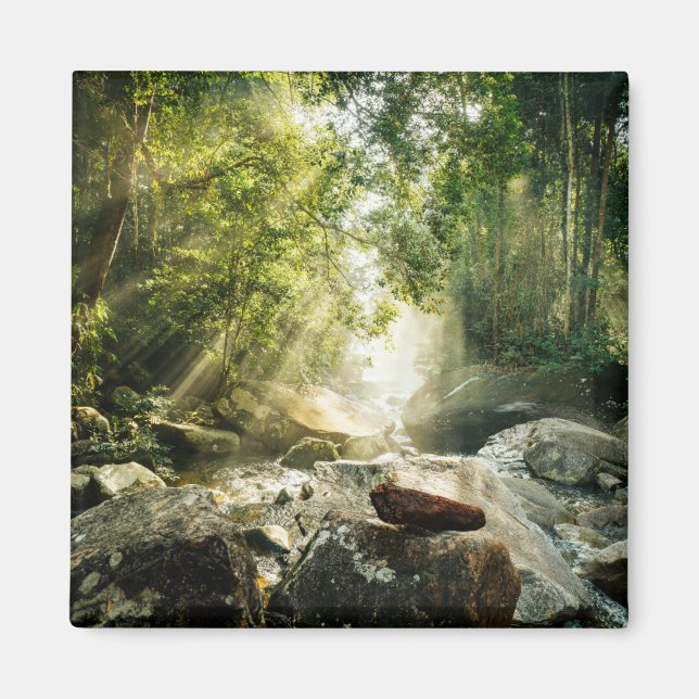 Imán Bosques | Selva tropical de selva (Frente)