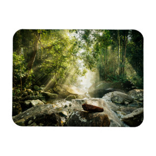 Imán Bosques Selva tropical de selva