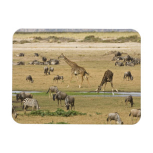 Imán Bosques silvestres, cebras y jirafas