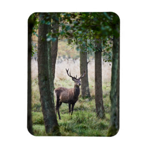 Imán Bosques   Woodlands & Red Deer