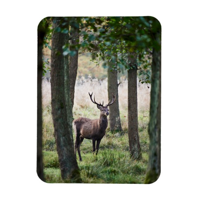 Imán Bosques | Woodlands & Red Deer (Vertical)