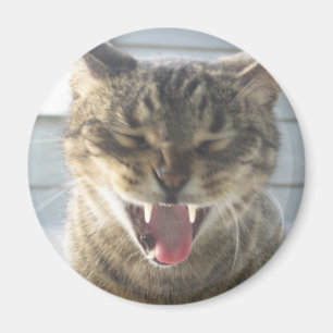 Imán Bostezo del gato