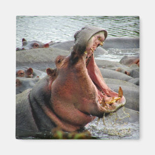 Imán bostezo hippo