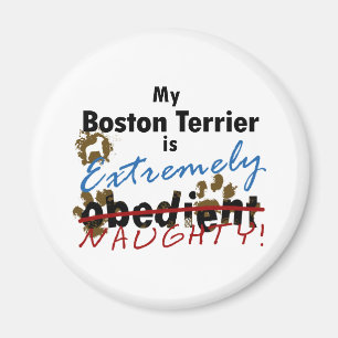 Imán Boston extremadamente traviesa Terrier