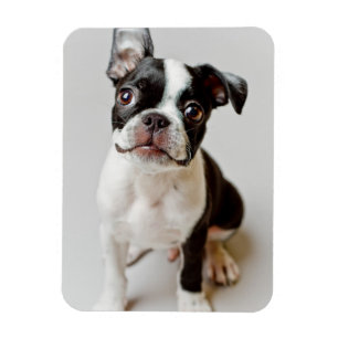 Imán Boston Terrier