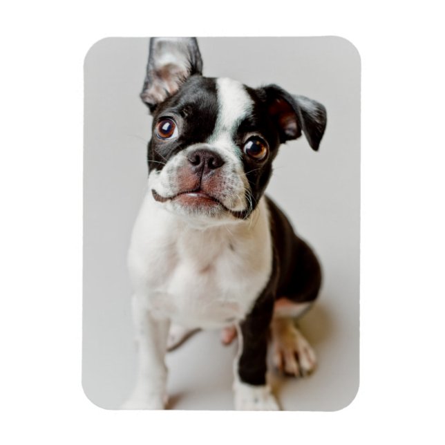 Imán Boston Terrier (Vertical)