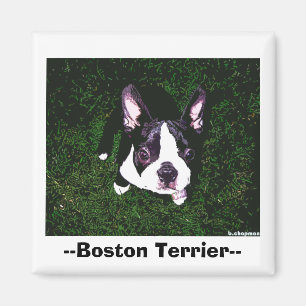 Imán --Boston Terrier--