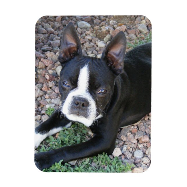 Imán Boston Terrier (Vertical)