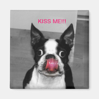IMÁN BOSTON TERRIER