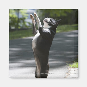 Imán Boston Terrier 2