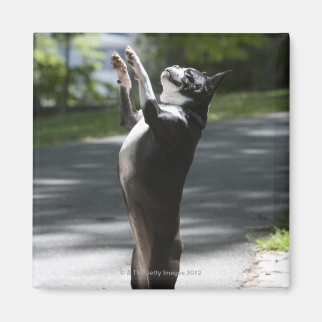 Imán Boston Terrier 2 (Frente)