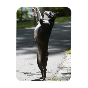 Imán Boston Terrier 2