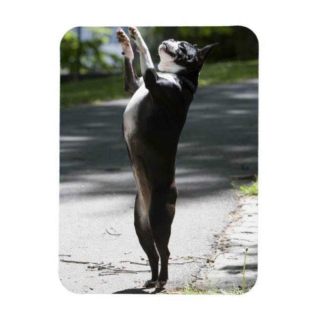Imán Boston Terrier 2 (Vertical)