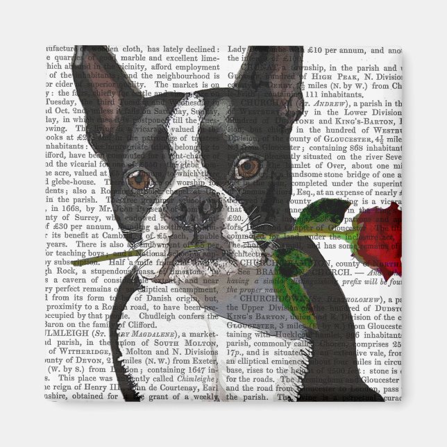 Imán Boston Terrier con Rosa en boca (Frente)