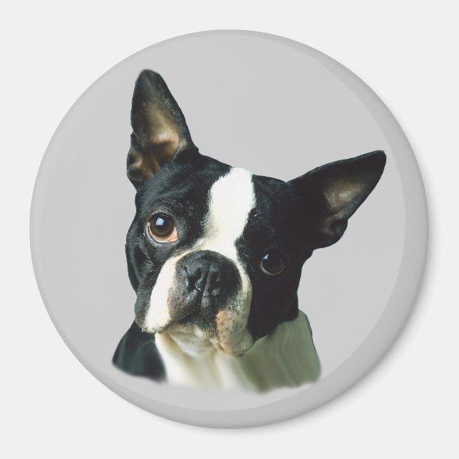 Imán Boston Terrier Magnet (Frente)