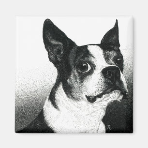 Imán Boston Terrier Magnet - "Estilo Boston"