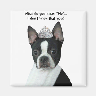 Imán Boston Terrier:  ¿Qué usted significa "no"?