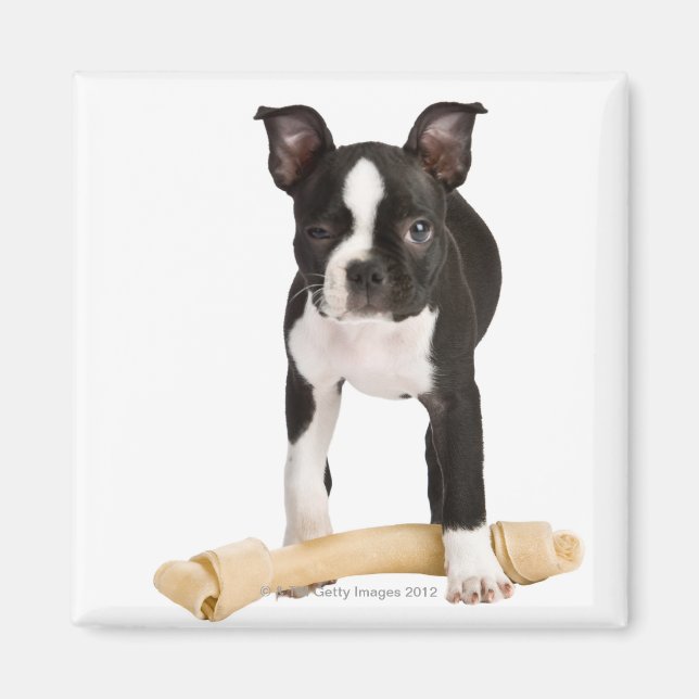 Imán Boston terrier resguarda el hueso giratorio (Frente)