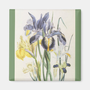 Imán Botánica floral vintage, flores de lirio de jardín