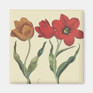 Imán Botánica Vintage, Flores de Tulipán en Flor y Bulb