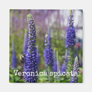 Imán botánico de Speedwell de las "velas reales"